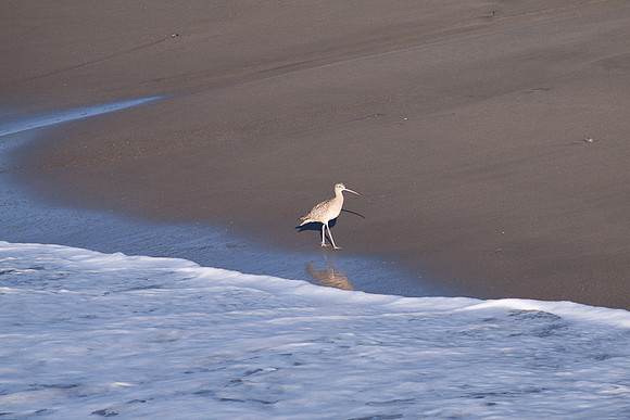Cerlew at San Simeon Beach