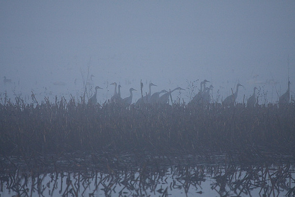 Dawn_Staten_Is.-0092