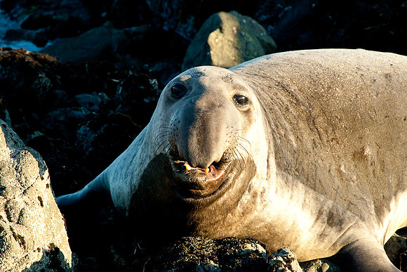 Cambria_SanSimeon-6507