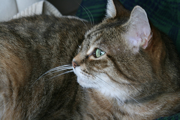Amanda