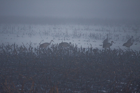 Sandhill_cranes,_egrets,_water_birds,_Staten_-7399
