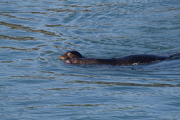 Elephant Seals at San Simeon