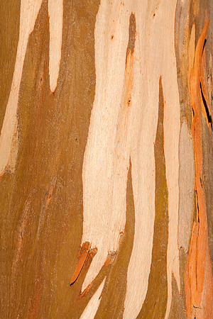 Eucalyptus at San Simeon