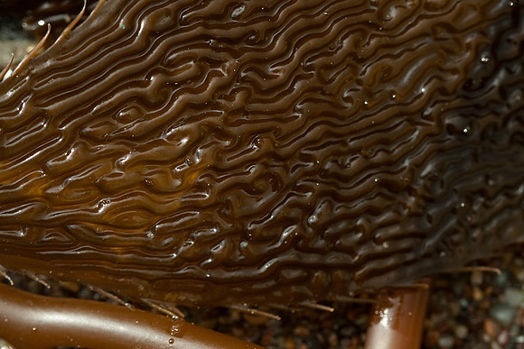 Cambria Tide Pools
