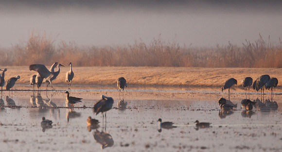 Sandhill Cranes Early Morning -  Woodbridge Road 11/28/10
