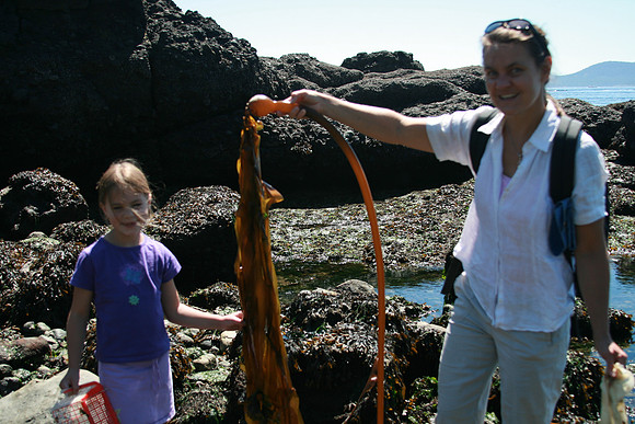 Bulb [or sometimes Babydoll] Kelp