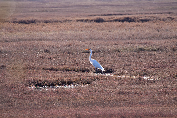 Common Egret