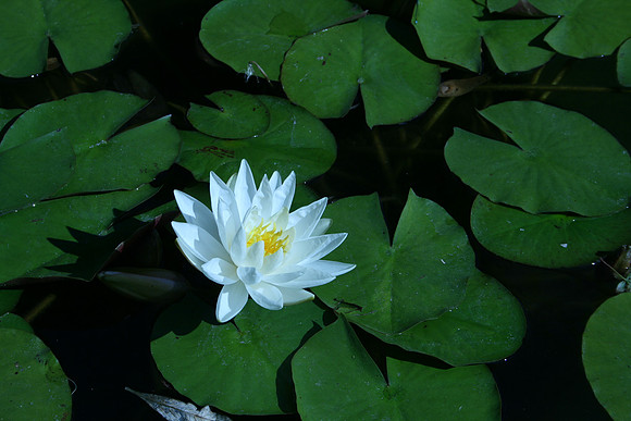 Water Lily
