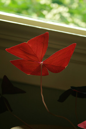 Oxalis in Heather's window
