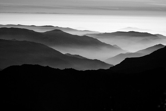 Sequoia
