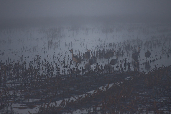 Sandhill_cranes,_egrets,_water_birds,_Staten_-7413