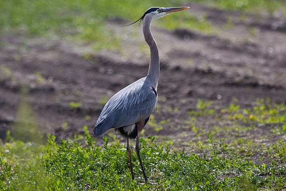 Blue Heron