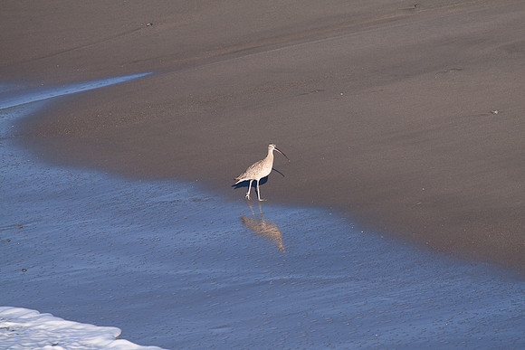 Long Billed Cerlew at San Simeon Beach