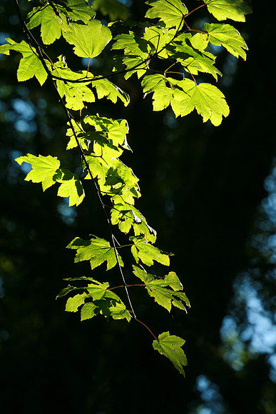 Alder leaves at the foot of Mt. Hood