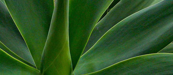 Santa Monica Agave