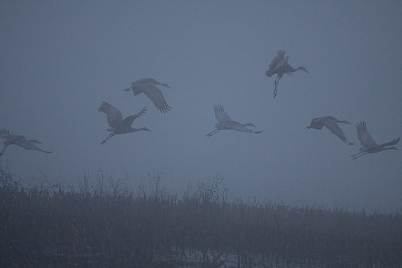 Dawn_Staten_Is.-0094