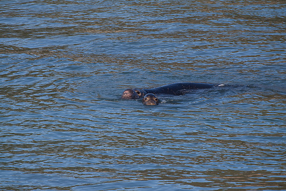 Elephant Seals at San Simeon