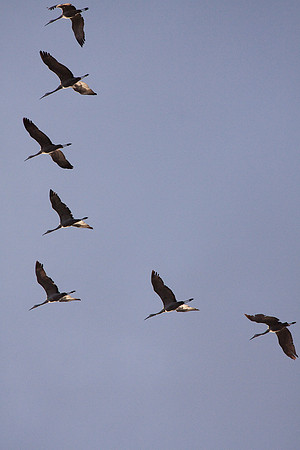 cranes_-7555
