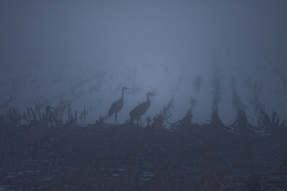 Sandhill_cranes,_egrets,_water_birds,_Staten_-7386