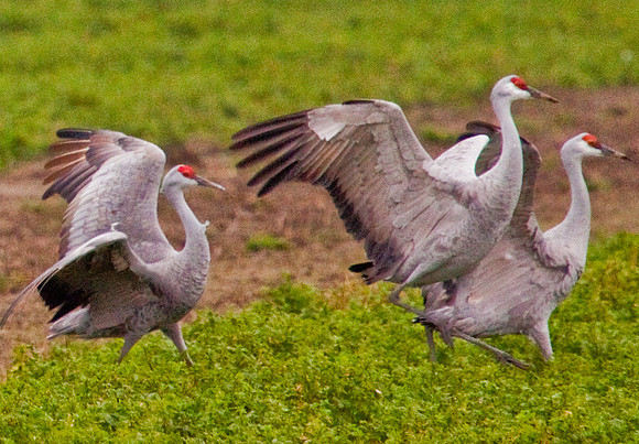 cranes_-5990