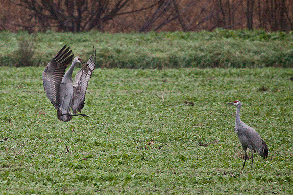cranes_-9273
