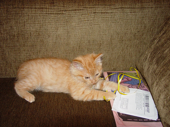 Little Fausto