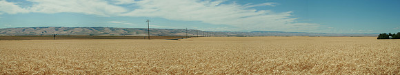 Looks Like   Kansas, Toto!