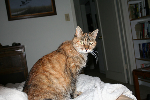 Cleo