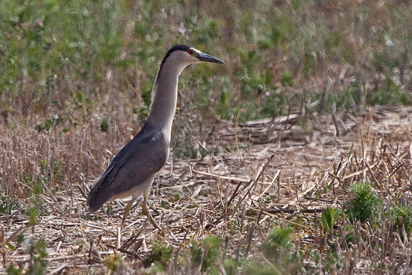 Black Crowned Night Heron