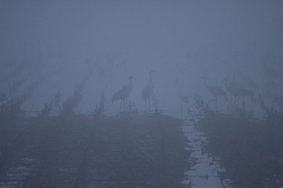 Dawn_Staten_Is.-0073