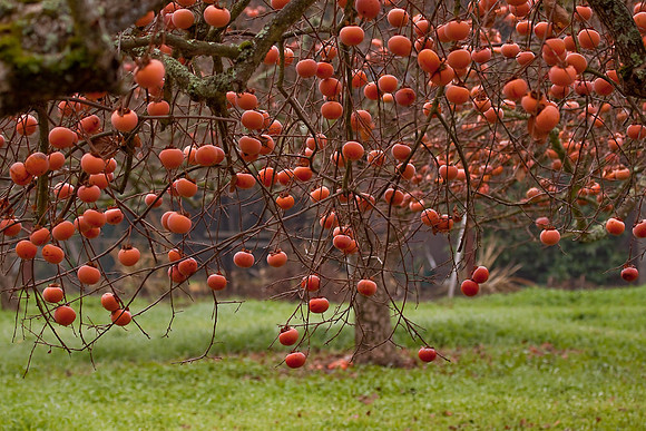Briones Canyon Persimmons