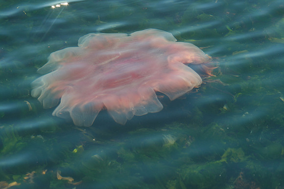 Pender Red Lion Jellyfish