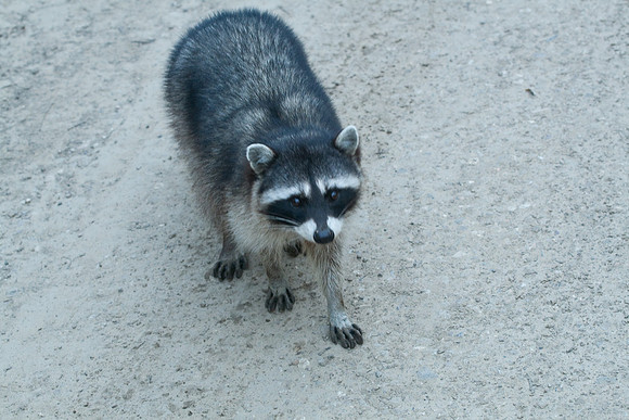 Racoon at OsoFlaco