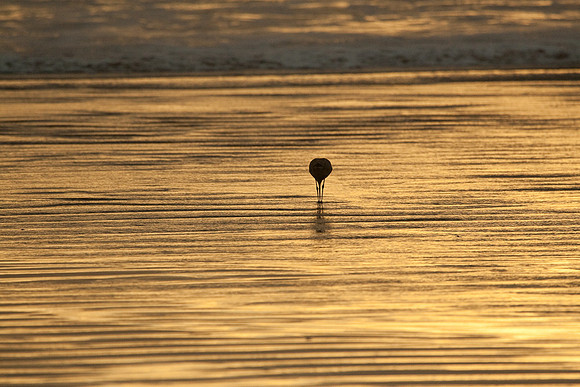 Cayucos Sunset