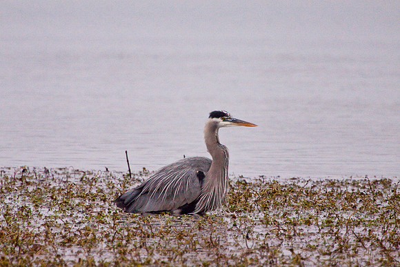 Consumnes Heron-9578