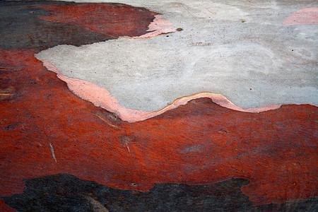 Stanley Eucalyptus