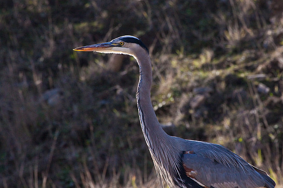 Abbots Lagoon Heron-7343
