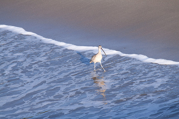 Cerlew at San Simeon Beach