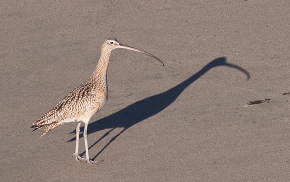 Long Billed Cerlew on San Simeon Beach