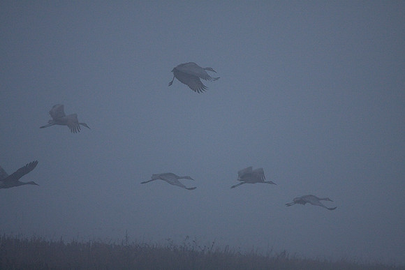 Dawn_Staten_Is.-0096