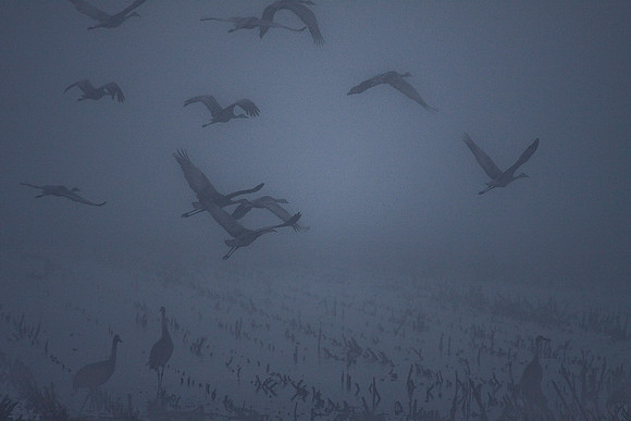 Sandhill_cranes,_egrets,_water_birds,_Staten_-7382