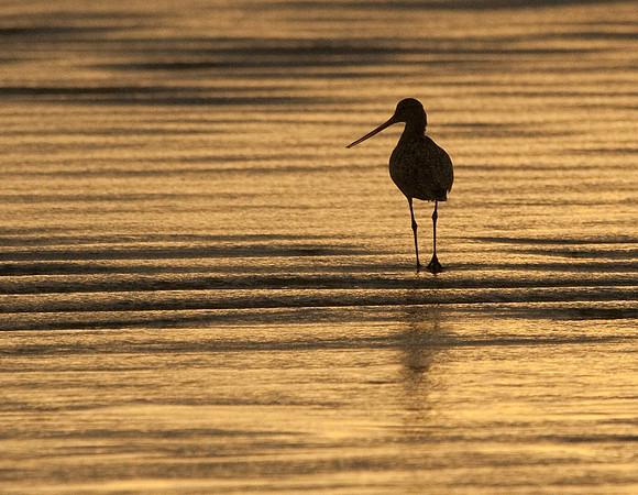 Cayucos Sunset