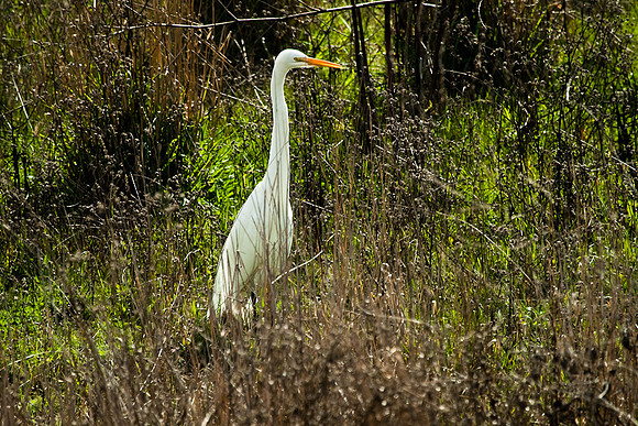 Common Egret in Cambria