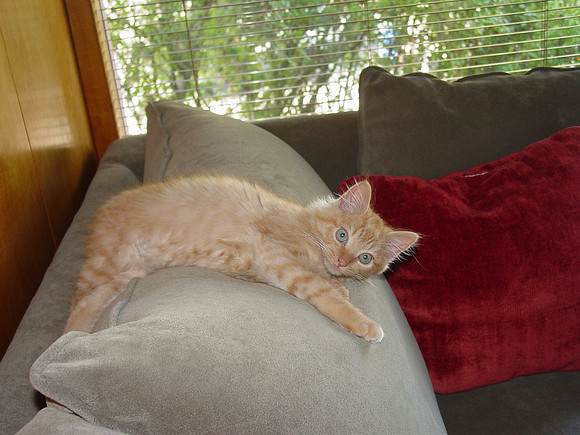 Baby Fausto