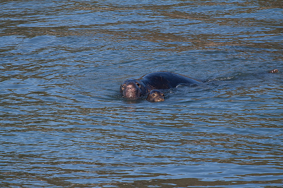 Elephant Seals at San Simeon