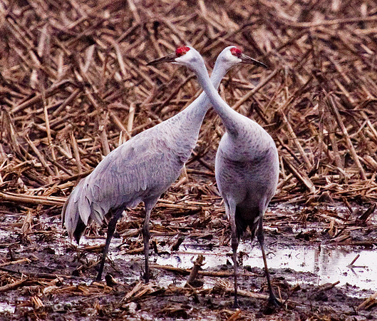 cranes-5745
