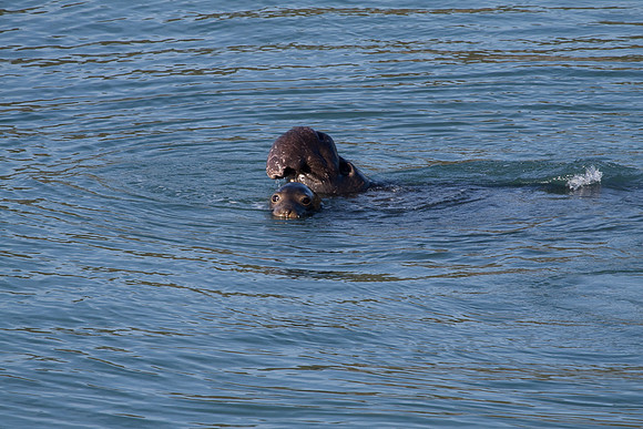 Elephant Seals at San Simeon
