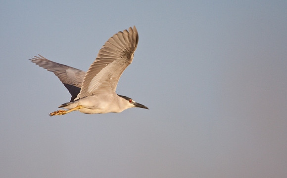 Black-Crowned Night Heron