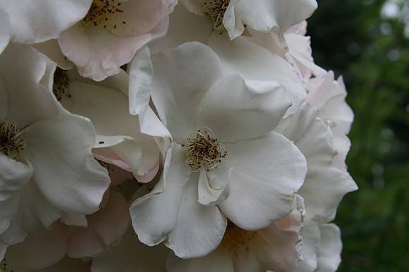soft beauty
