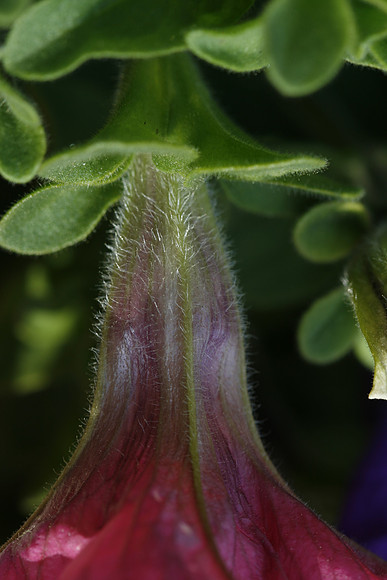 Upper Petunia